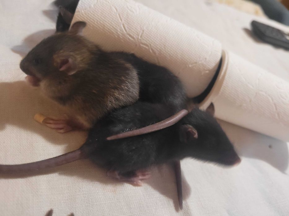Dumbo Szczurki Świeżaki
