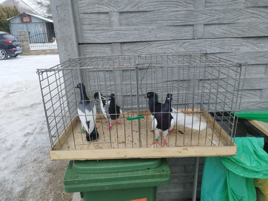 Sprzedam Gołąb Murzyn