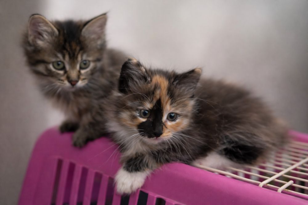 Miniaturowy domowy ryś. Kurylski Bobtail z pomponem. Rodowód FPL/FIFE