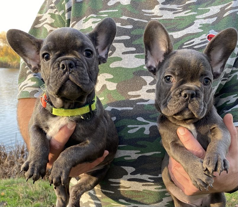 Французский будьдог