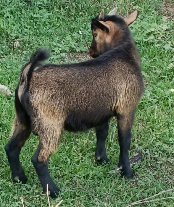 Cabras Anãs - Bode - Macho