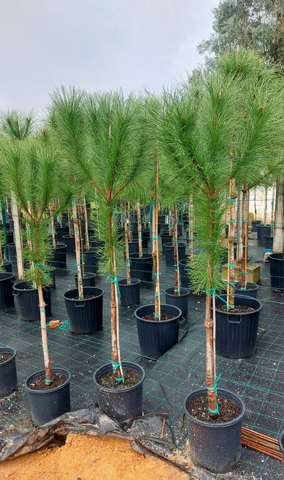 Lote 10 pinheiros mansos 1.60/1.80