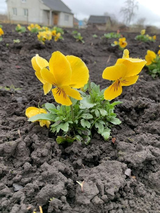 Продаю квіти віола-братчики.