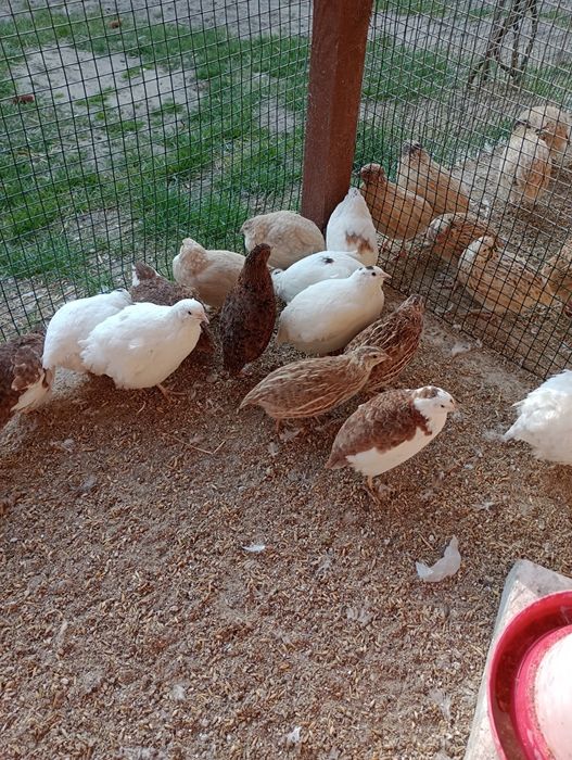 Jajka lęgowe przepiórek