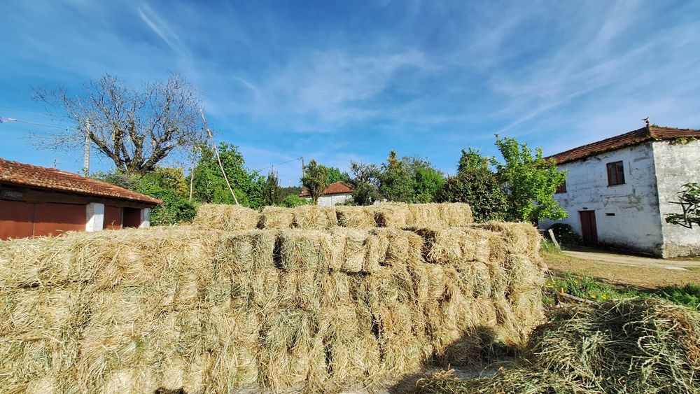 Fardos de palha azevem