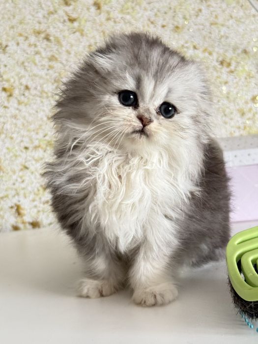 Femea scottish fold