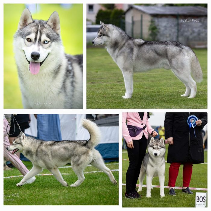 Szczenię suczka siberian husky ZKwP FCI szczeniak haski rodowód Kraków ...