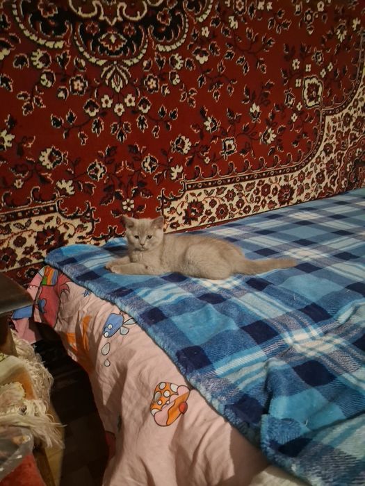 Шотланські кошенята