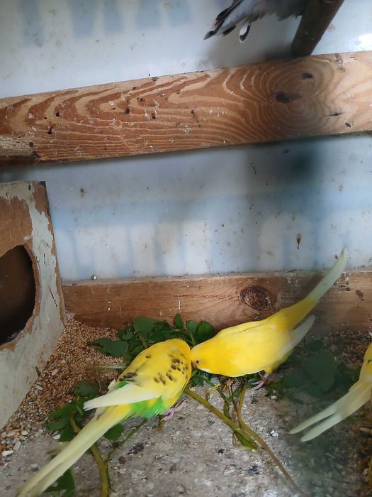 Casal de piriquitos  australianos