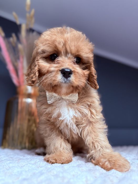 SUNIA Cavapoo do odbioru