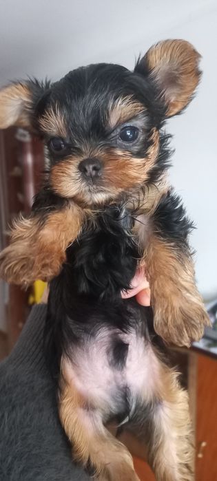 Маленькие мальчики мини