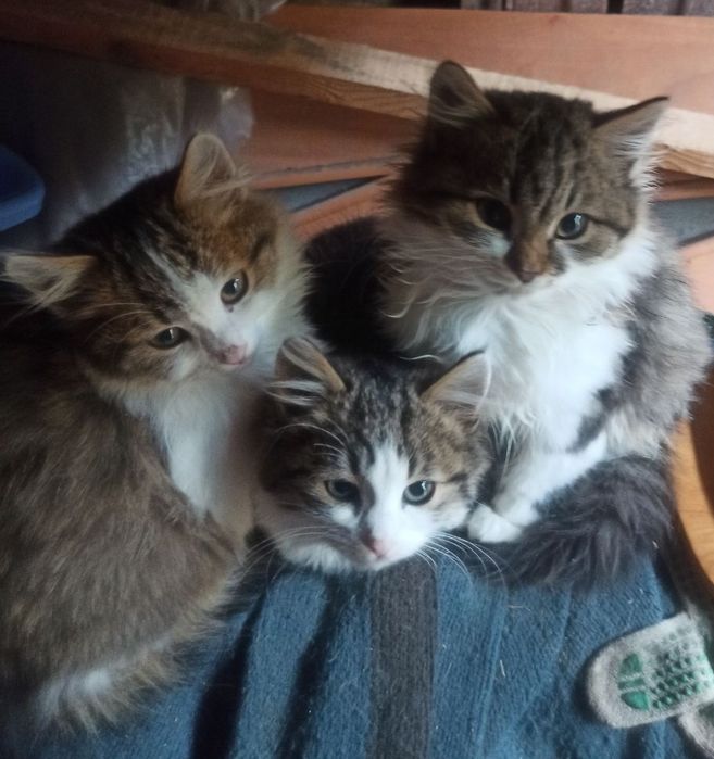 Віддам безкоштовно кошенят