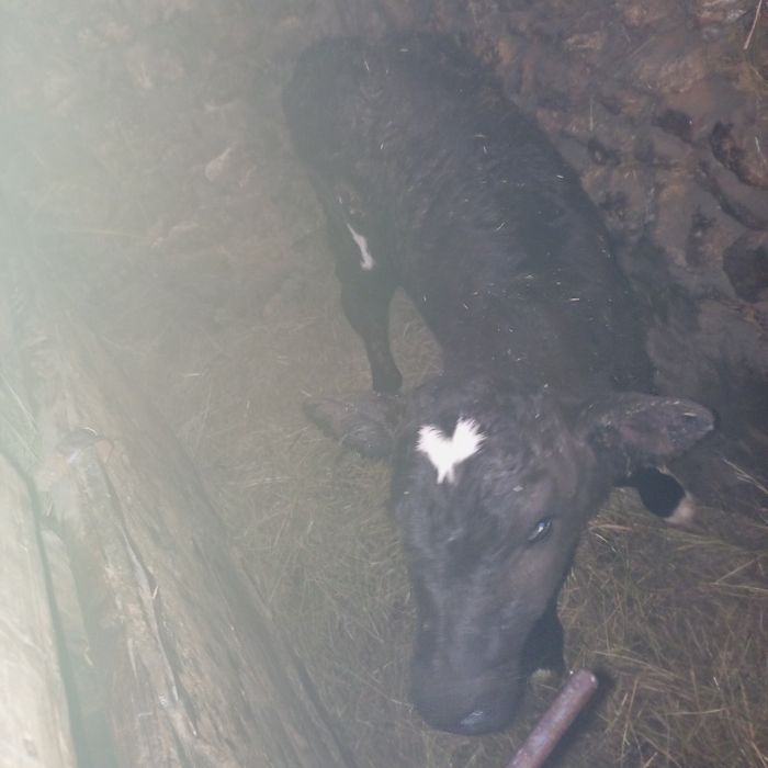 Бичечок крупний.