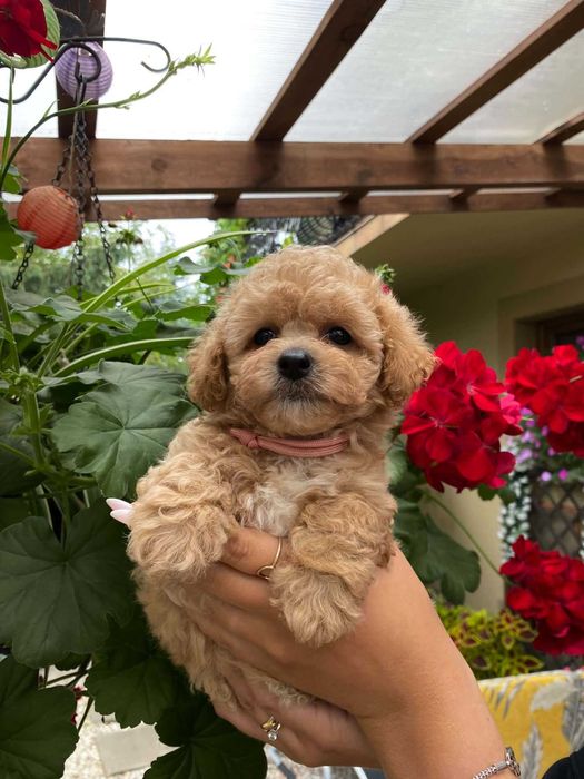 Bichpoo, Bichon Frise/Pudel TOY. SUCZKA, oboje rodzice FCI.