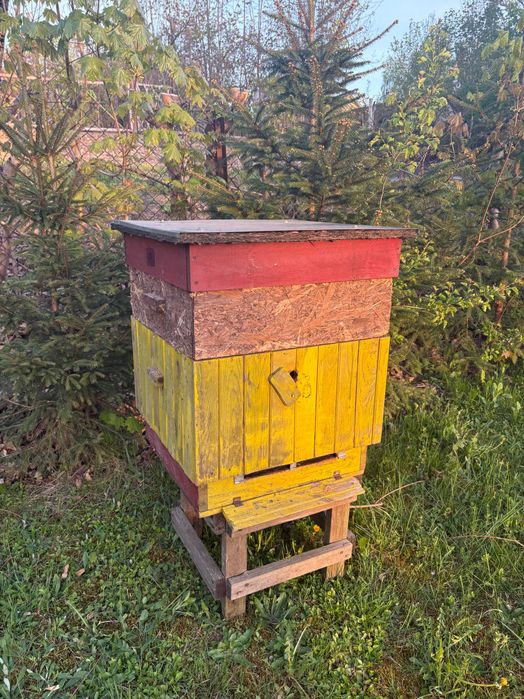 Ule drewniane korpusowe Dadanta