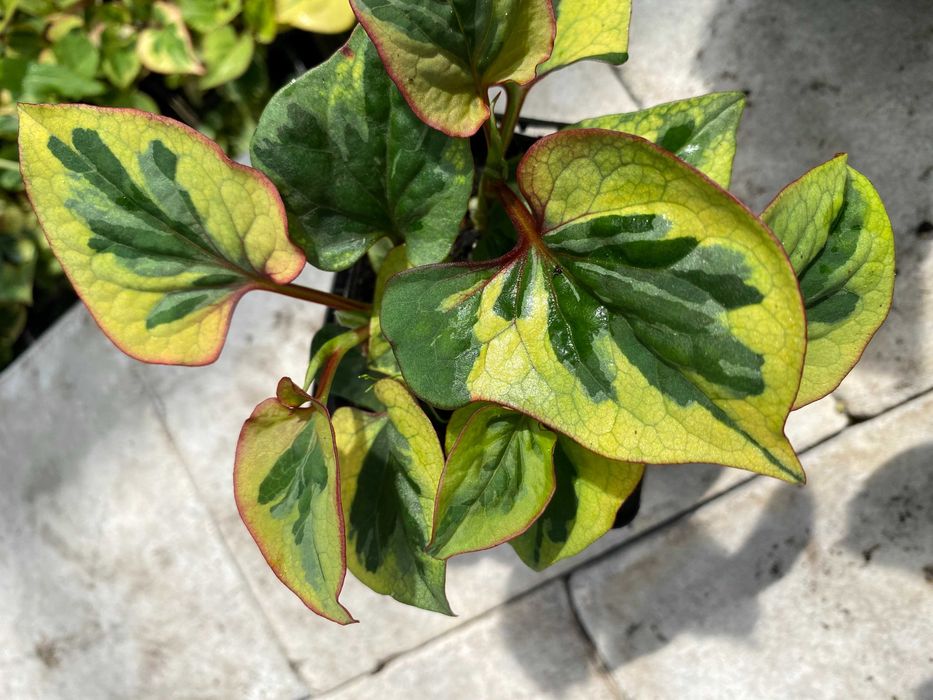 Tułacz pstry 'Chameleon' Houttuynia cordata