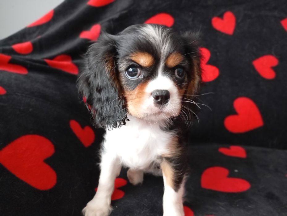 Cavalier king charles spaniel FCI