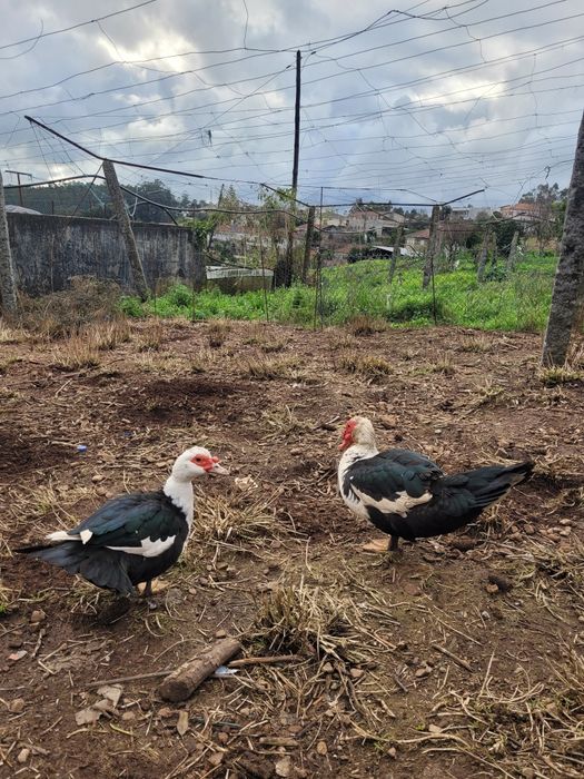 Ovos de patos mudos galados
