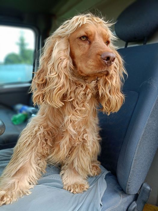Pies Cocker spaniel