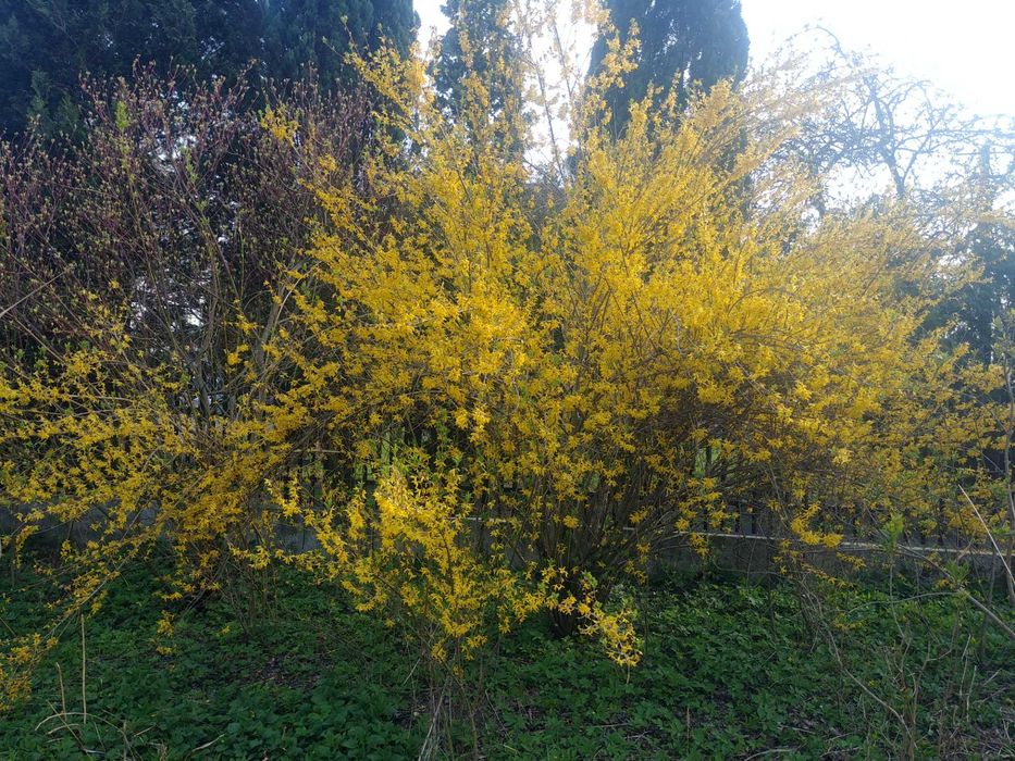 Sadzonka Forsycja sadzonki forsycji