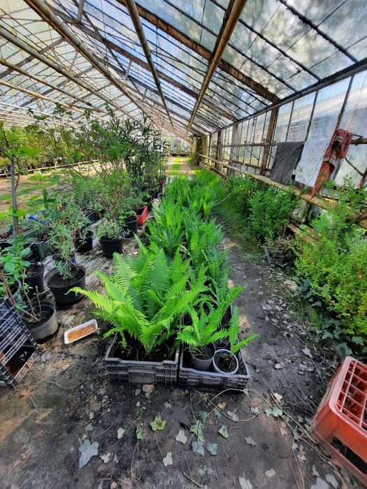 Paprocie ogrodowe - wieloletnie, zimujące