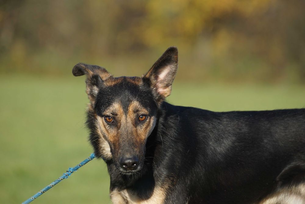 Maximo - czujy piesek szuka domu