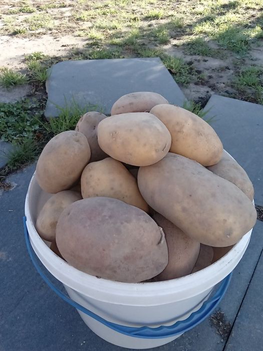 Продам картоплю.