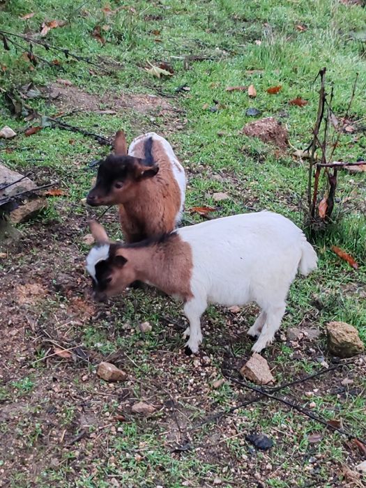Vendo Casal de Cabras Micro Anãs. Macho filhos de Pigmeu.