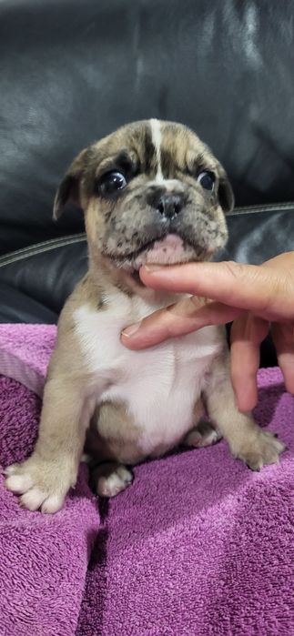 Bulldog francês meiginho