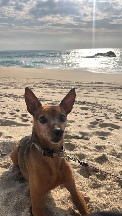 Cão pincher para dar
