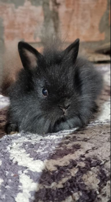 Coelhos anoes mini Holandes e mini lion