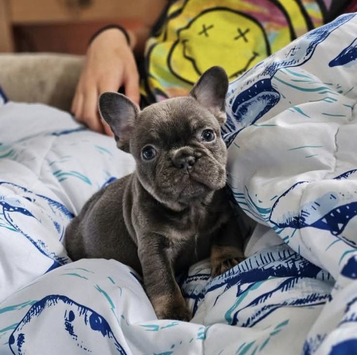 Гарні франи blue tan