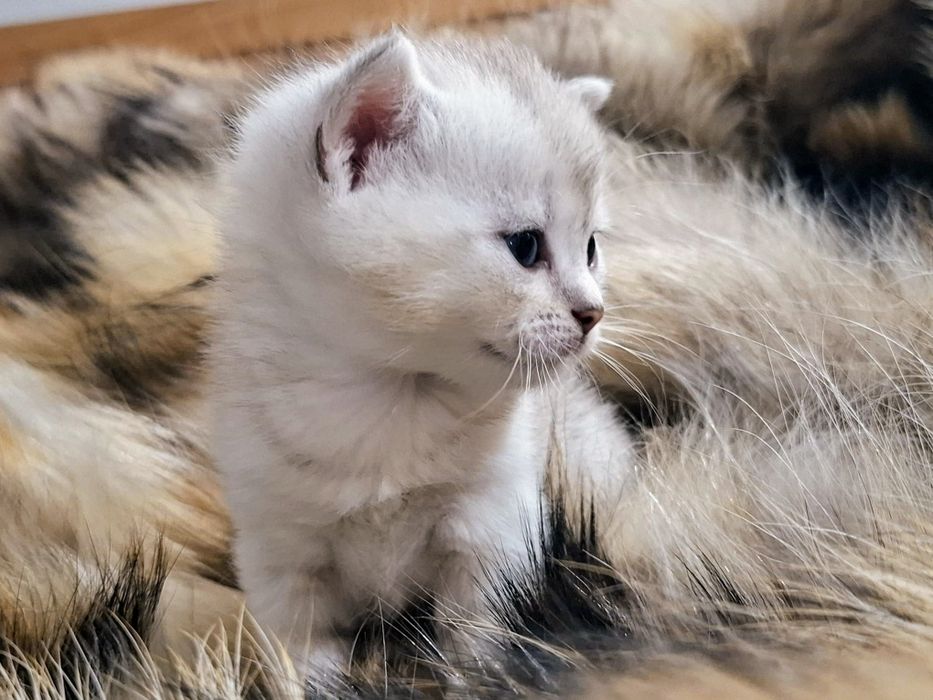 Cudowne Kocie Maleństwa Szkockie Szynszyle