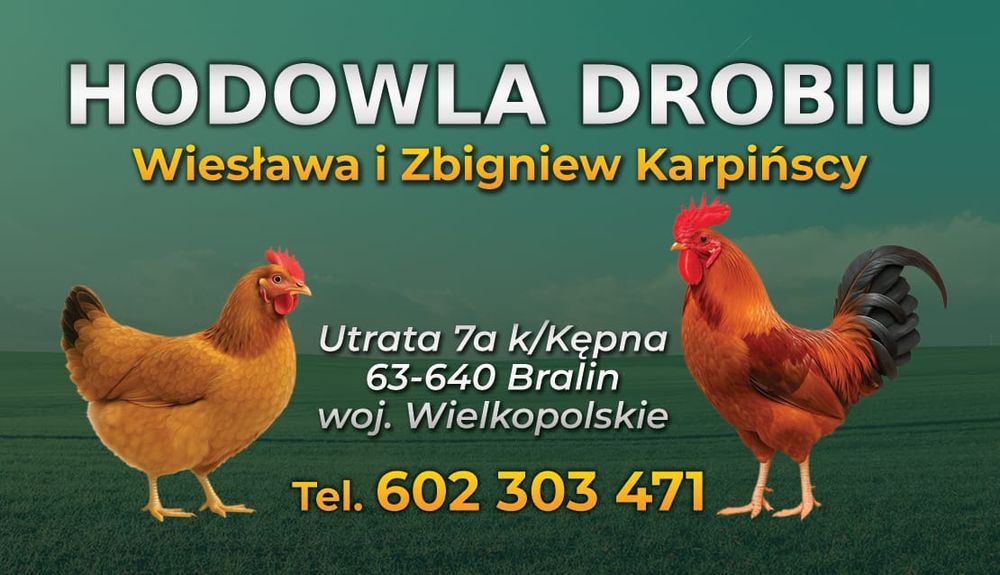 Młode kury nioski Rosa