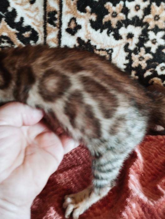 Бенгальская девочка