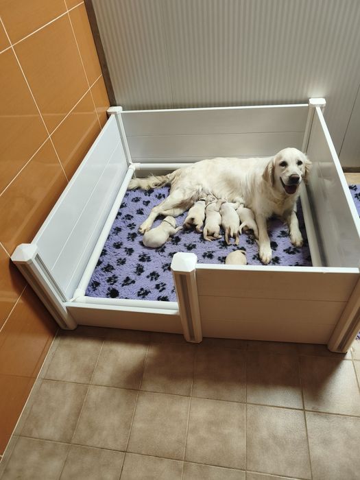 Golden Retriever Lop/Exames