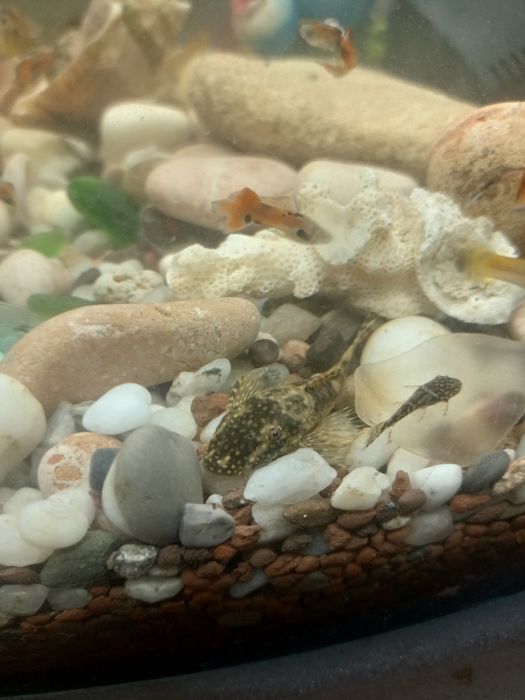 Сомик анцитрус мальки