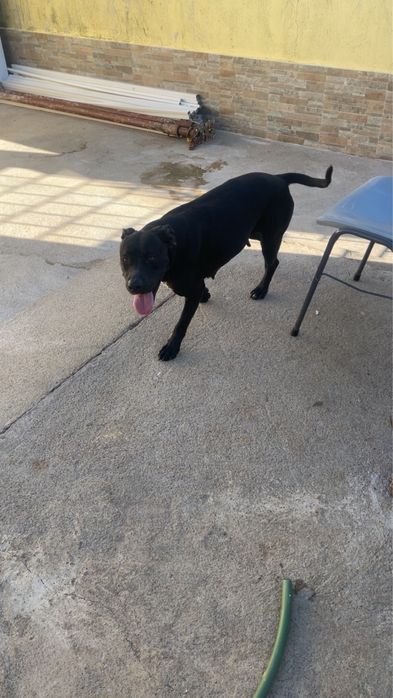 Cadela docil e carente pra adocao 3 anos, TODAS AS VACINAS