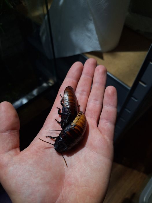 Karmówka świerszcze karaczany gekon jaszczurka