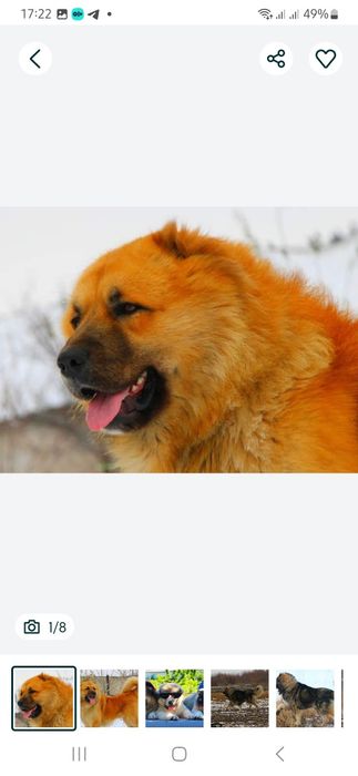 Кобелі  для  в'язки.