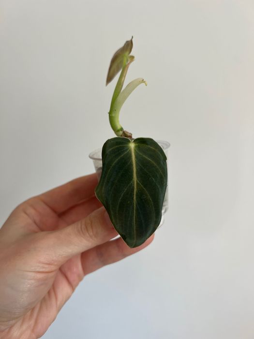 Philodendron Melanochrysum