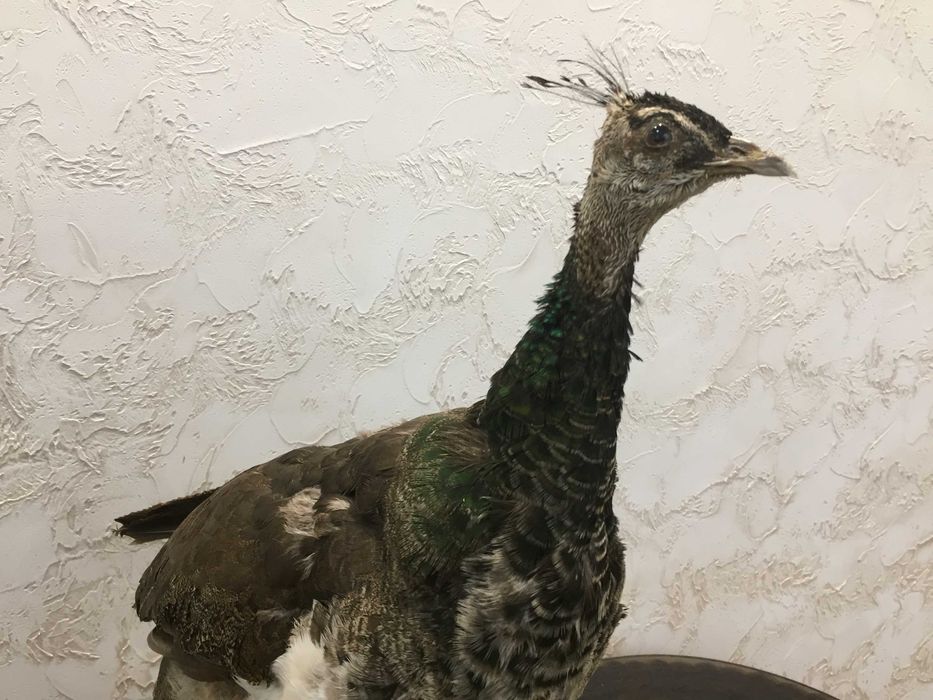 Чучело самки индийского павлина продам.