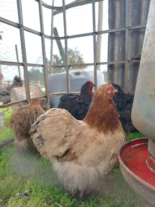 Galo e galinhas Pekin Bantam