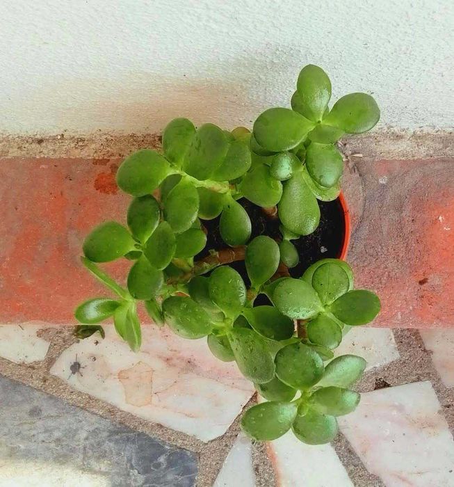 Planta de Jade – Crassula Ovata