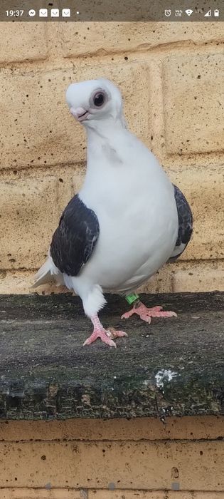 Newka newki  samiec samica