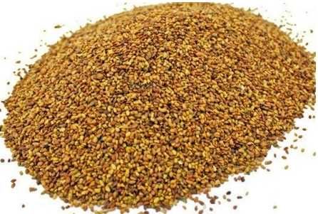 rzodkiew Lucerna PLATO wyka koniczyna rajgras tymotka życica trawa bób