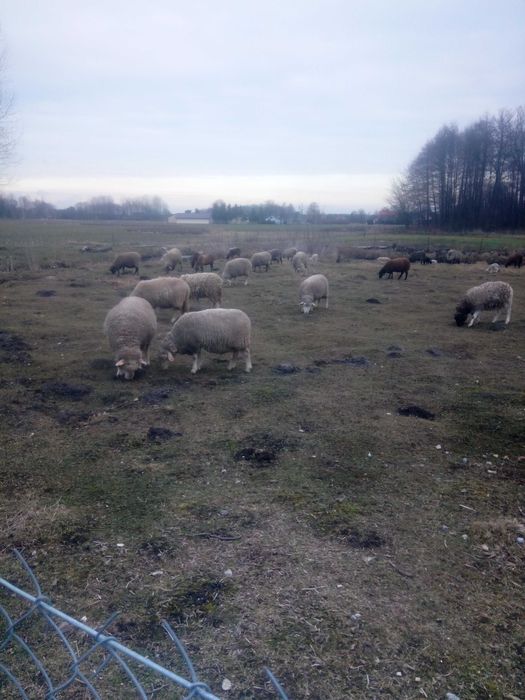 Sprzedam owce mięsne od 350 do700 złoty