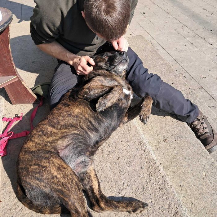 Psiaki pręguski szukają domów