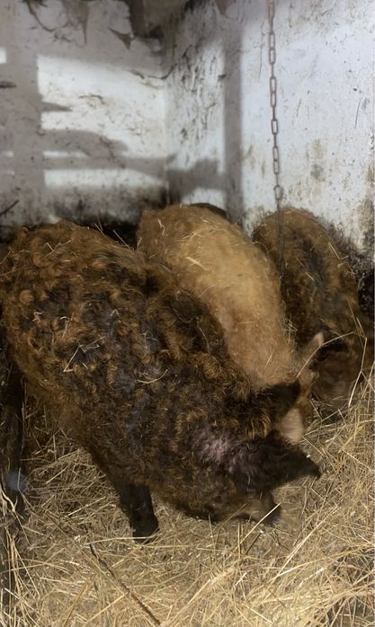 Продам домашню свиню. Приблизно 130-170кг . Можливий забій.