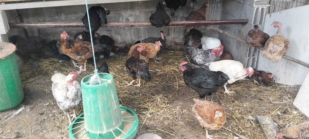 Frangos e galos de várias cores e tamanhos
